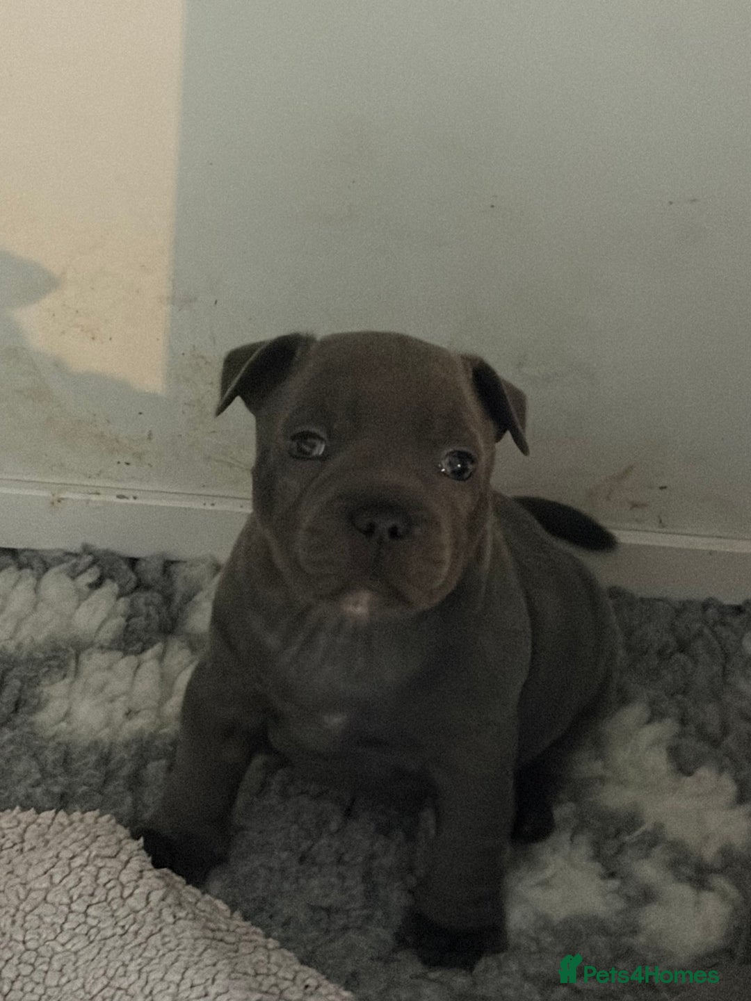 Staffordshire Bull Terrier dogs for sale: Pure Pedigree Blue Staffie Pups - Advert 13