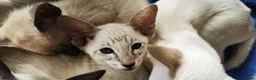 Siamese cats for sale: Siamese Kittens for sale - Advert 6