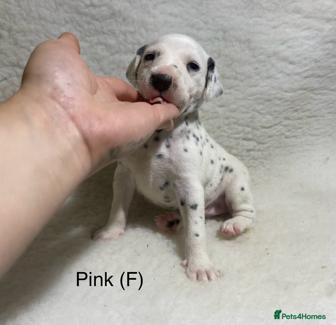 Dalmatian dogs for sale: Stunning KC dalmation puppies for sale! - Image 15