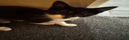 Mixed Breed cats for sale: Male and Female Kittens - Advert 3