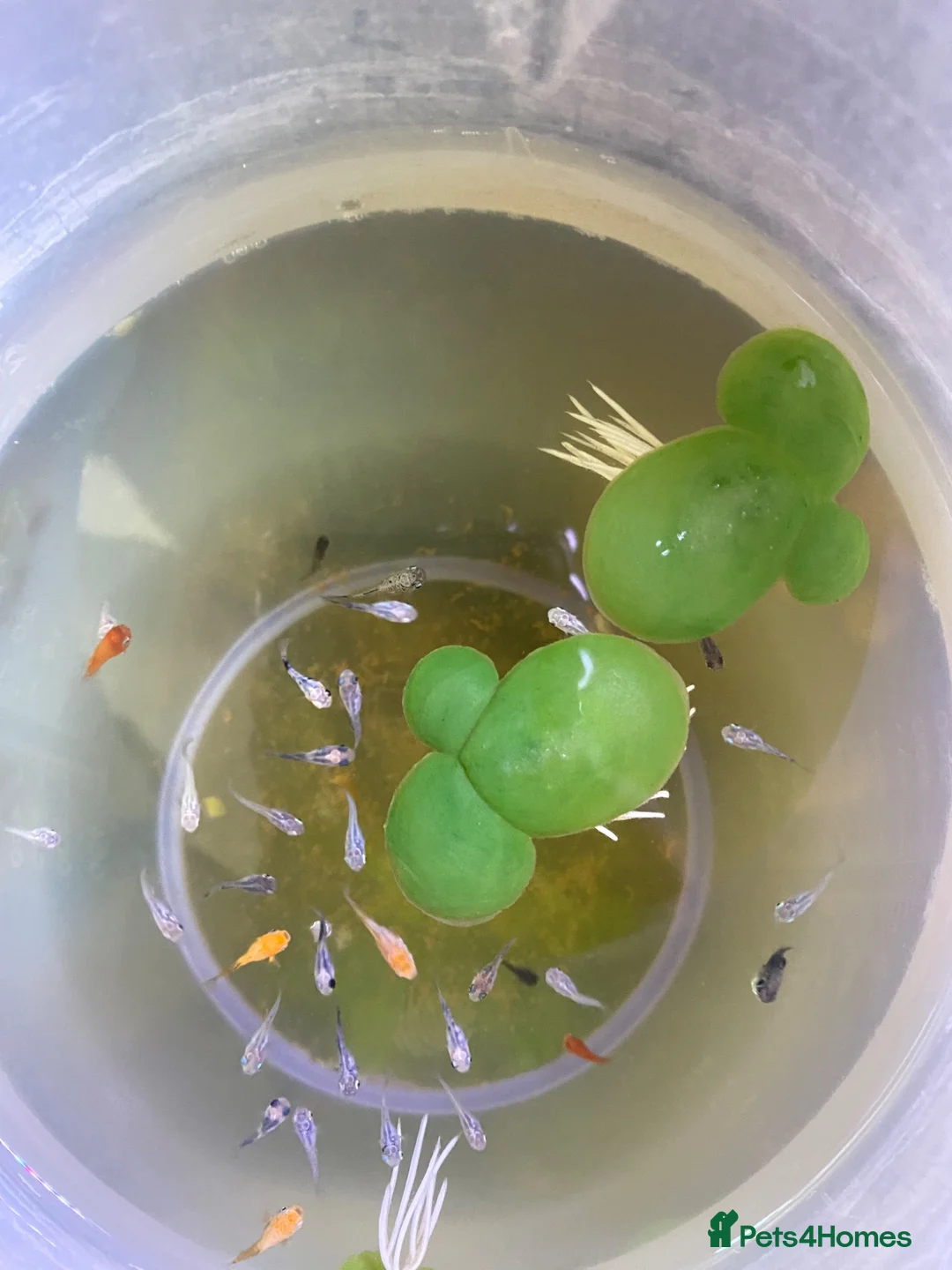 Mollies fish for sale: Colourful Fry’s For Sale - Advert 2