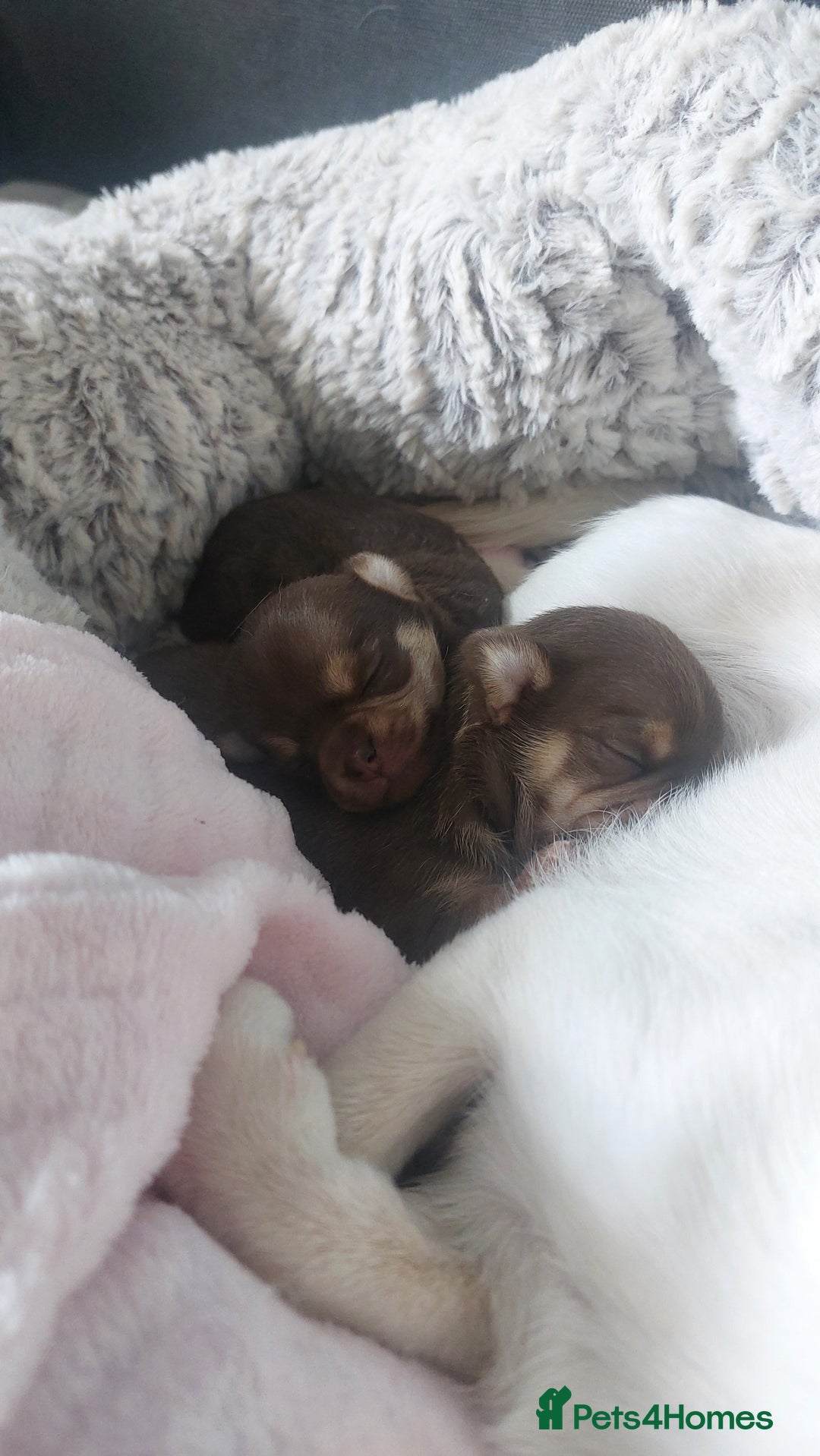 Chihuahua dogs for stud: KC SMOOTH COAT CHIHUAHUA  OPEN  AT STUD 💙 in Doncaster - Image 11