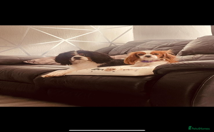 Cavalier King Charles Spaniel dogs - Advert 1