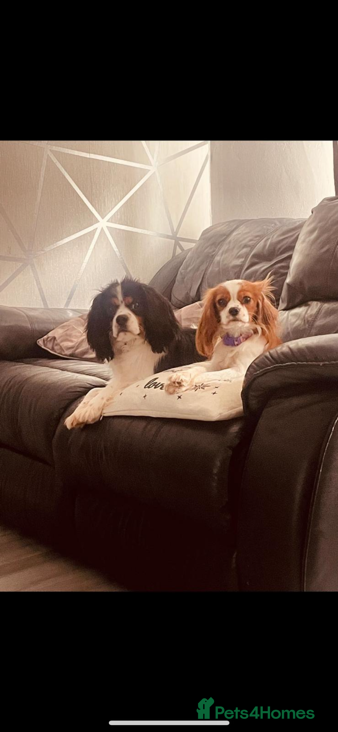 Cavalier King Charles Spaniel dogs for sale: King Charles cavalier puppies - Image 1