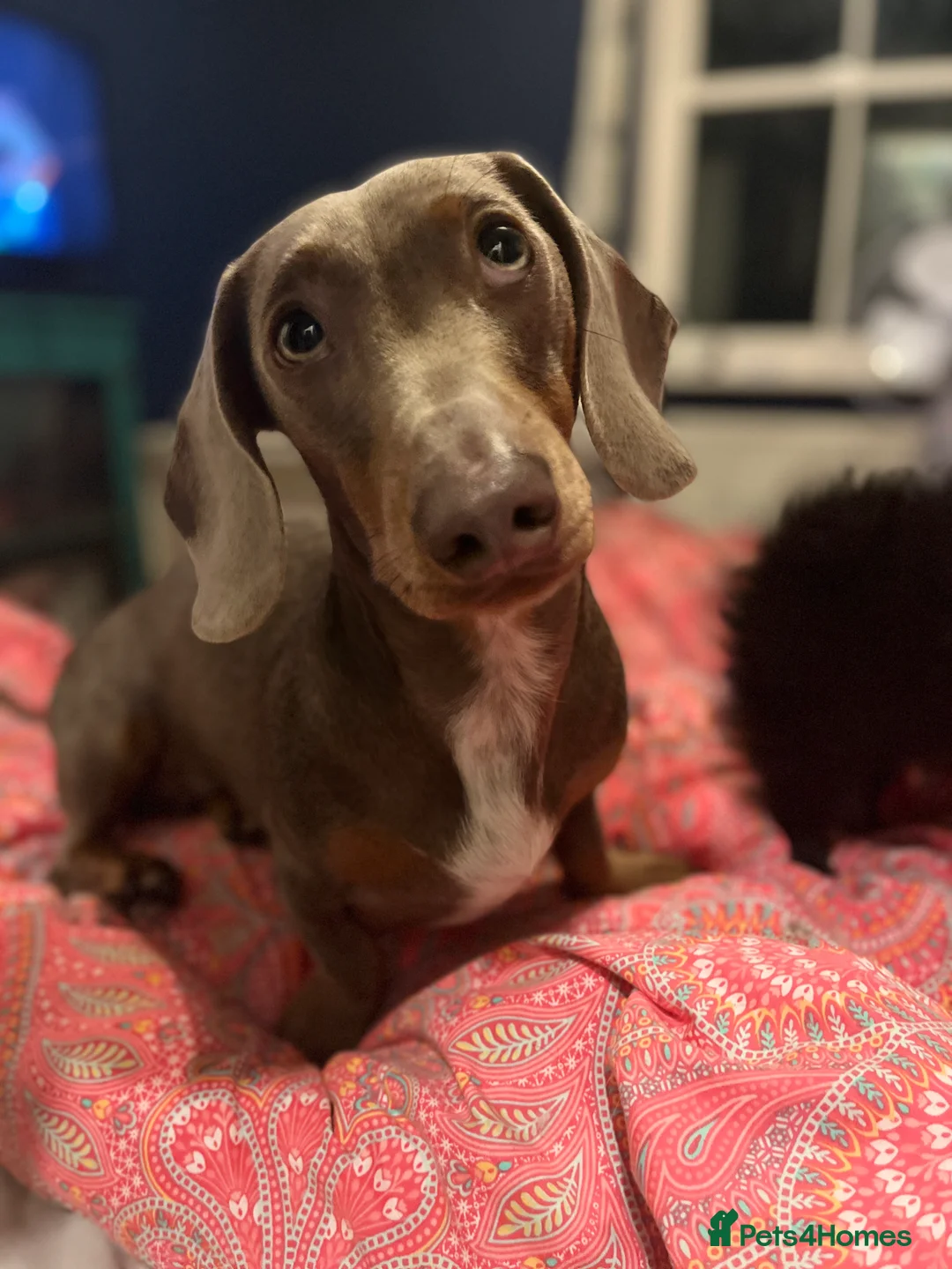 Miniature Dachshund dogs for stud: STUD: Proven Handsome Isabella Mini Daxi  in Hitchin - Advert 13
