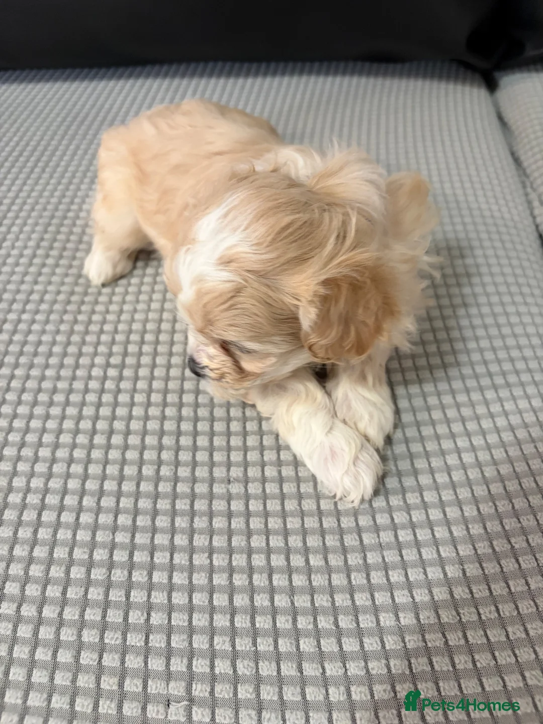 Bichon Frise dogs for sale: Bichon Frise Puppies for sale  - Advert 15