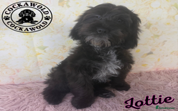 Cockapoo dogs for sale:  Exceptional Quality F1 Black Cockapoo Puppies  - Image 3