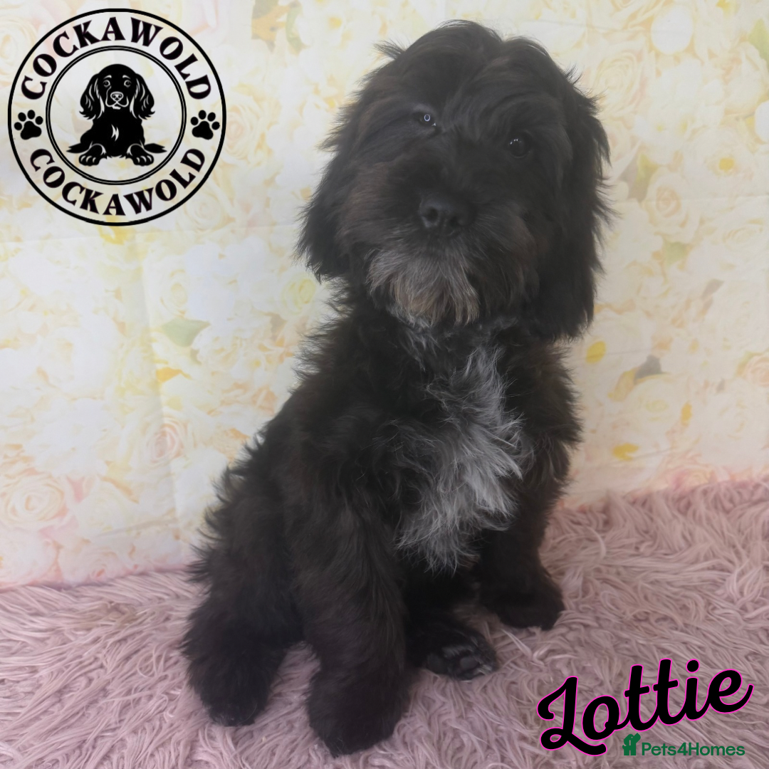 Cockapoo dogs for sale:  Exceptional Quality F1 Black Cockapoo Puppies  - Image 3