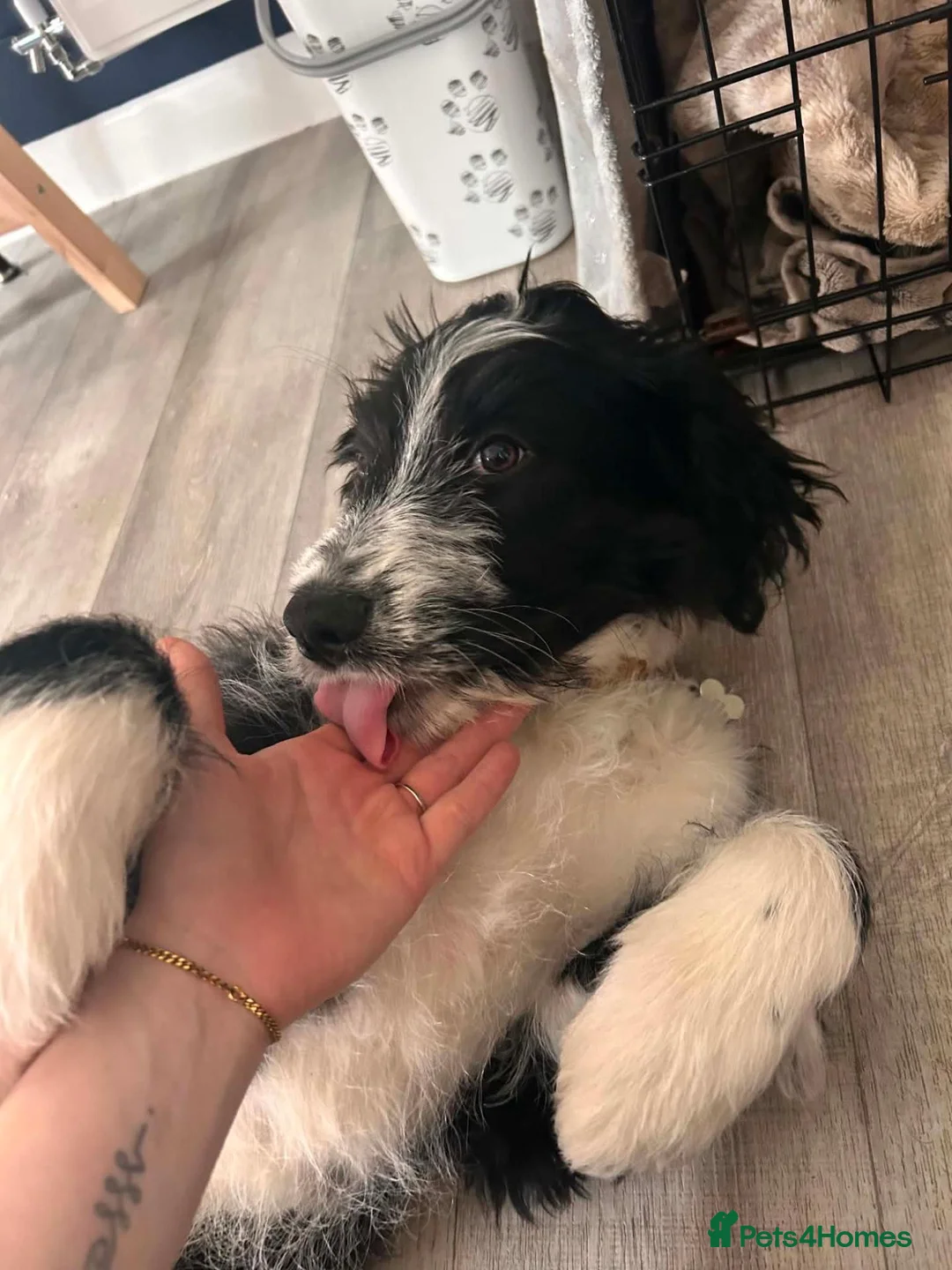 Mixed Breed dogs for sale: Ted - ColliePoo - Rehoming in Wellington - Advert 2