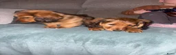 Dachshund dogs for sale: 2x Red dapple Dachshund puppies ready to go.. - Advert 17