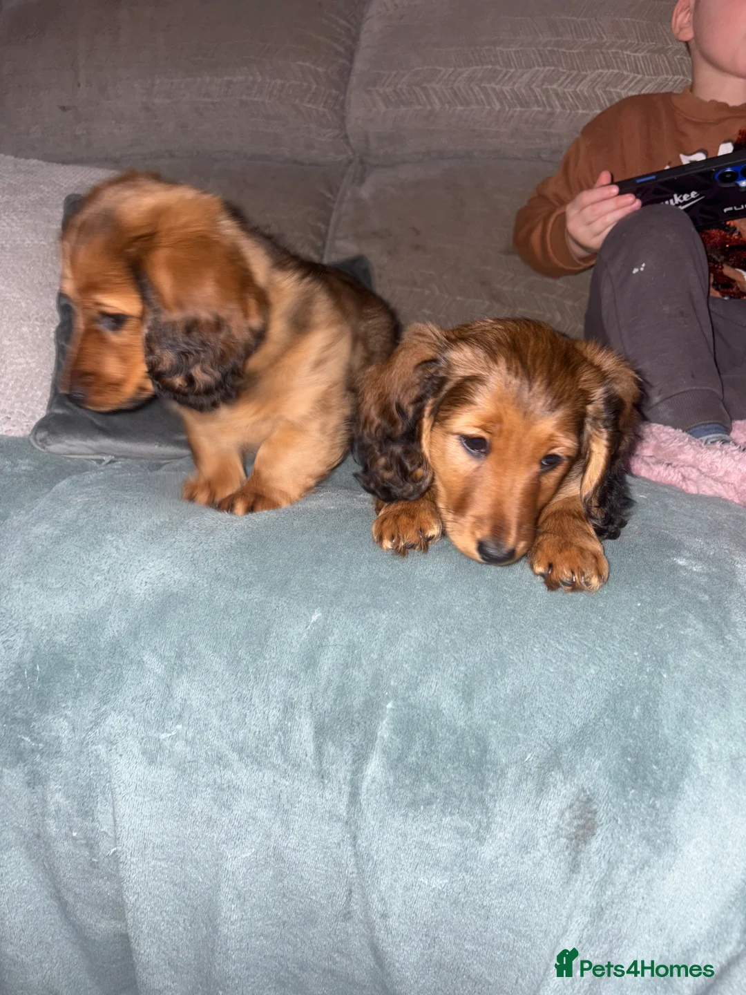 Dachshund dogs for sale: 2x Red dapple Dachshund puppies ready to go.. - Advert 17