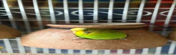 Budgerigars birds for sale: Budgerigar - Advert 6