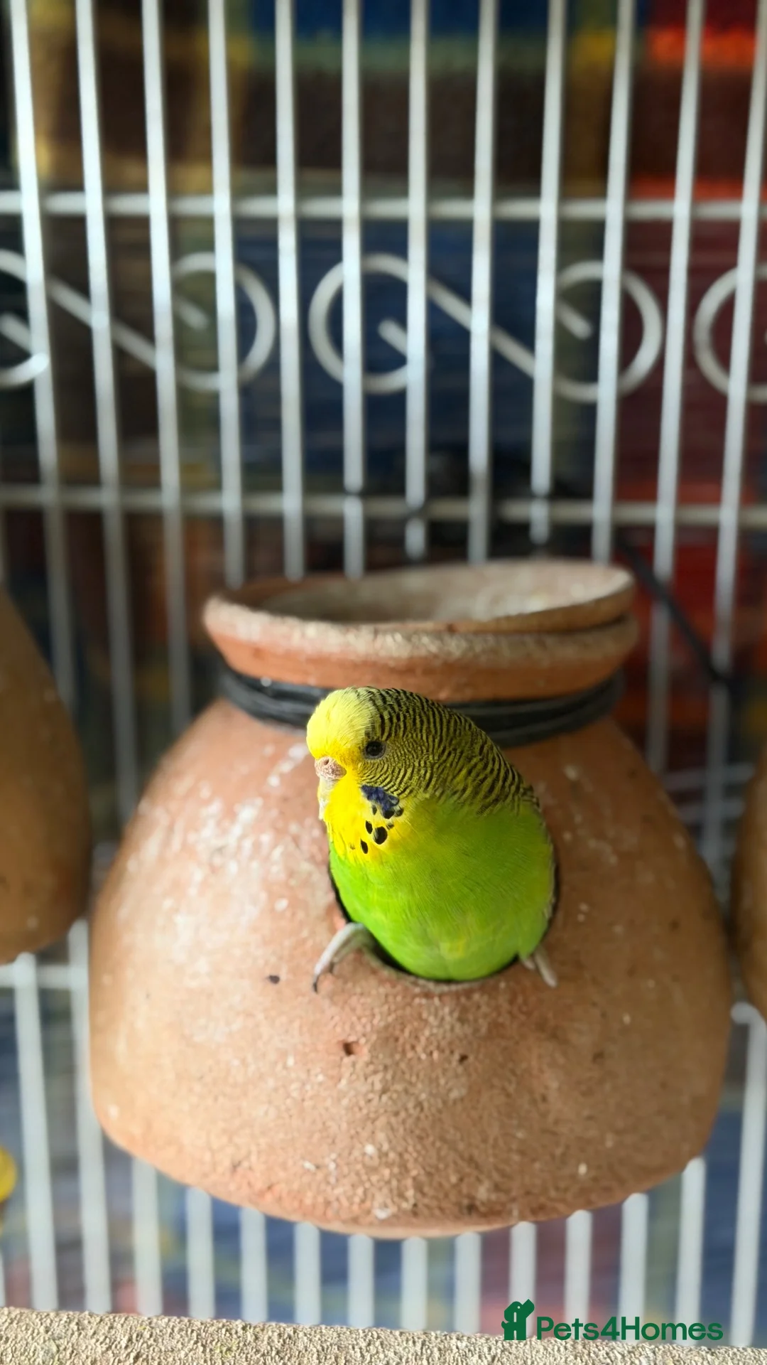 Budgerigars birds for sale: Budgerigar - Advert 6
