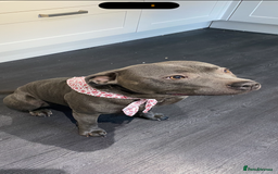 Staffordshire Bull Terrier dogs for sale: Blue Staffordshire bull terrier puppies  - Image 7