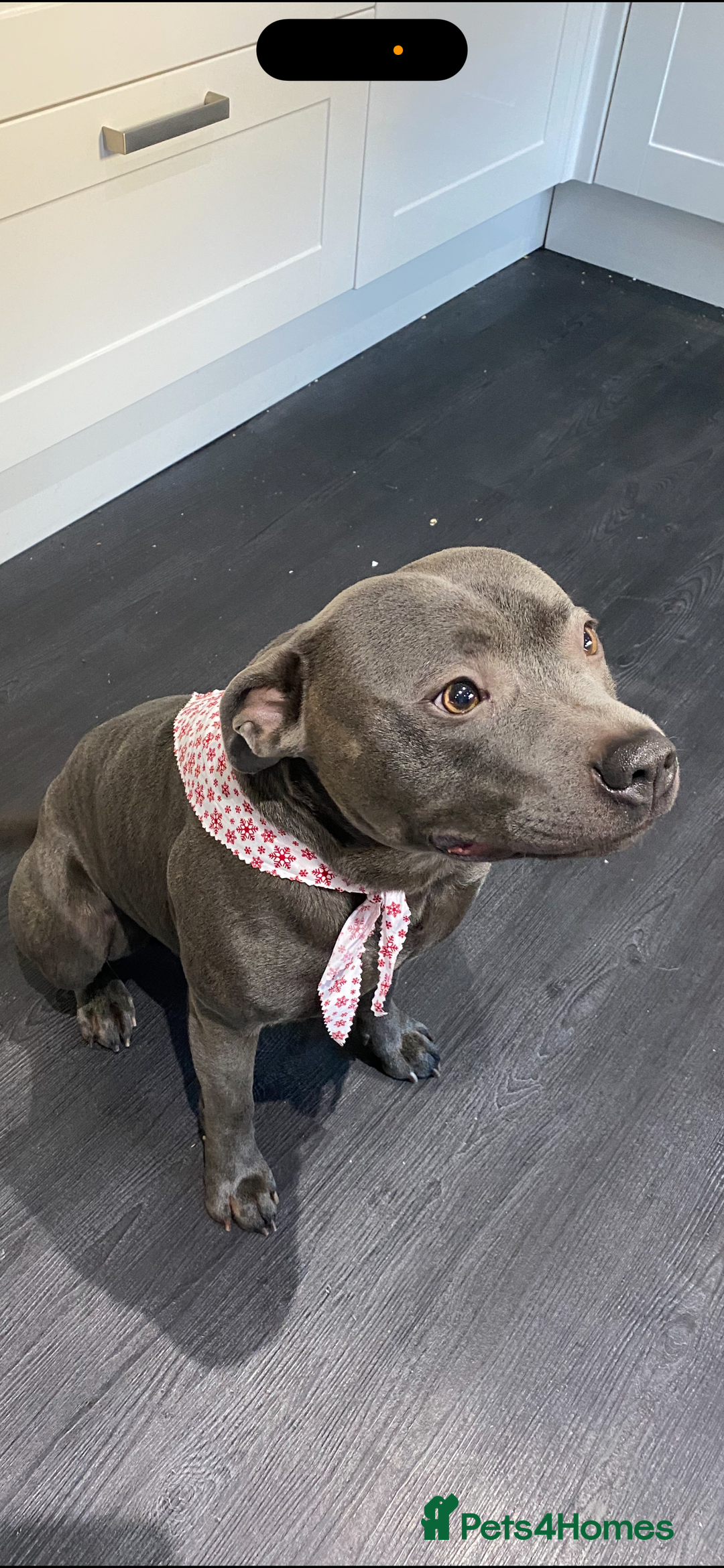 Staffordshire Bull Terrier dogs for sale: Blue Staffordshire bull terrier puppies  - Image 7