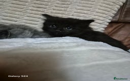 Ragdoll cats for sale: Ragdoll kittens  - Image 24