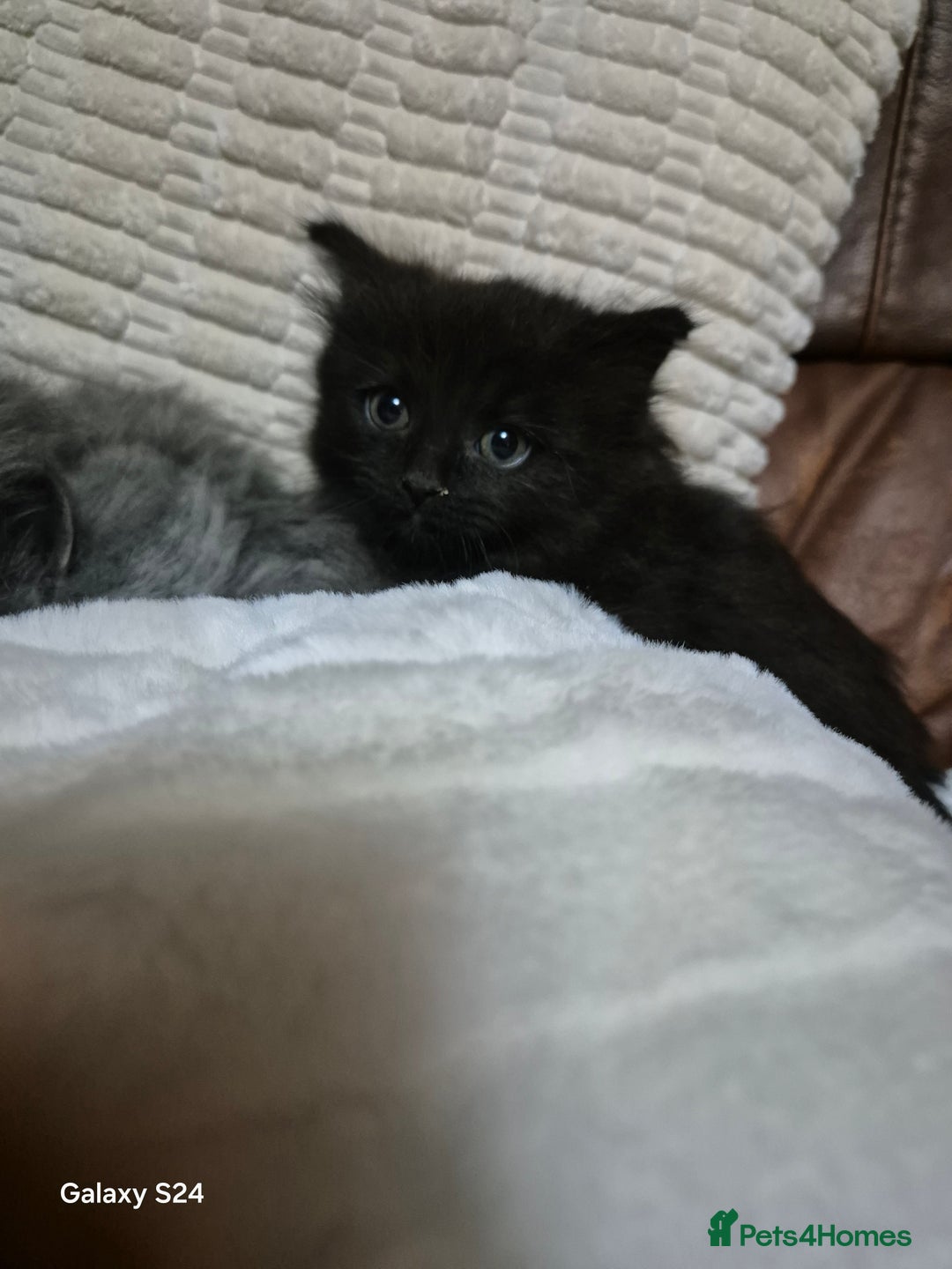 Ragdoll cats for sale: Ragdoll kittens  - Image 24