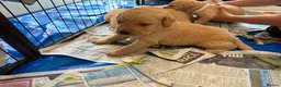 Labrador Retriever dogs for sale: Labrador Puppies Looking For Their Forever Homes  - Advert 35