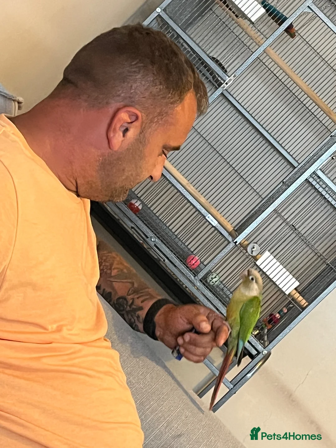 Conures birds for sale: Conure in King's Lynn - Advert 1