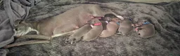 Italian Greyhound dogs for sale: Show standard KC reg Italian Greyhounds - Advert 14