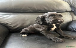 Sprocker dogs for sale: Sprocker spaniel puppies  - Image 3