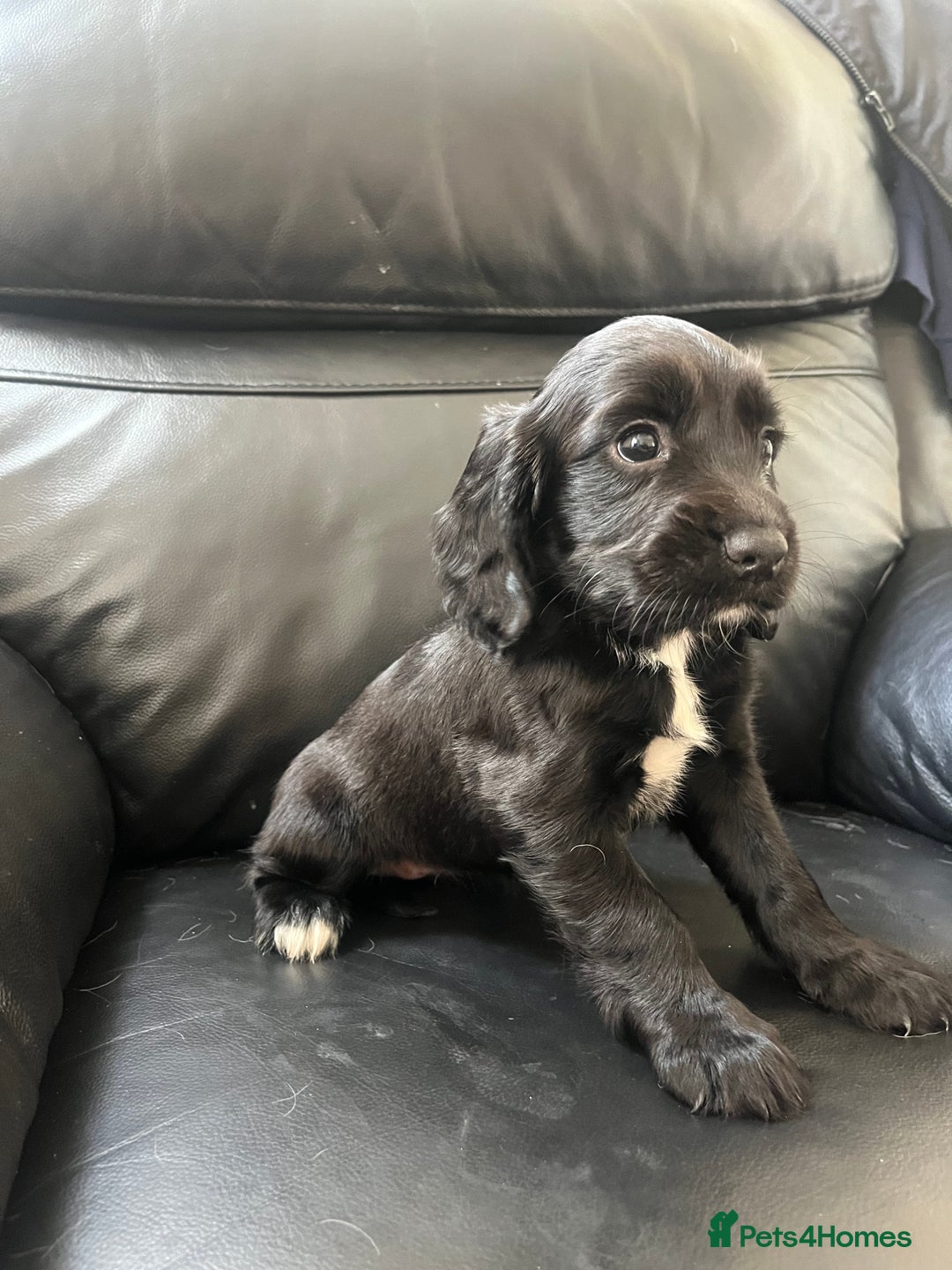 Sprocker dogs for sale: Sprocker spaniel puppies  - Image 3
