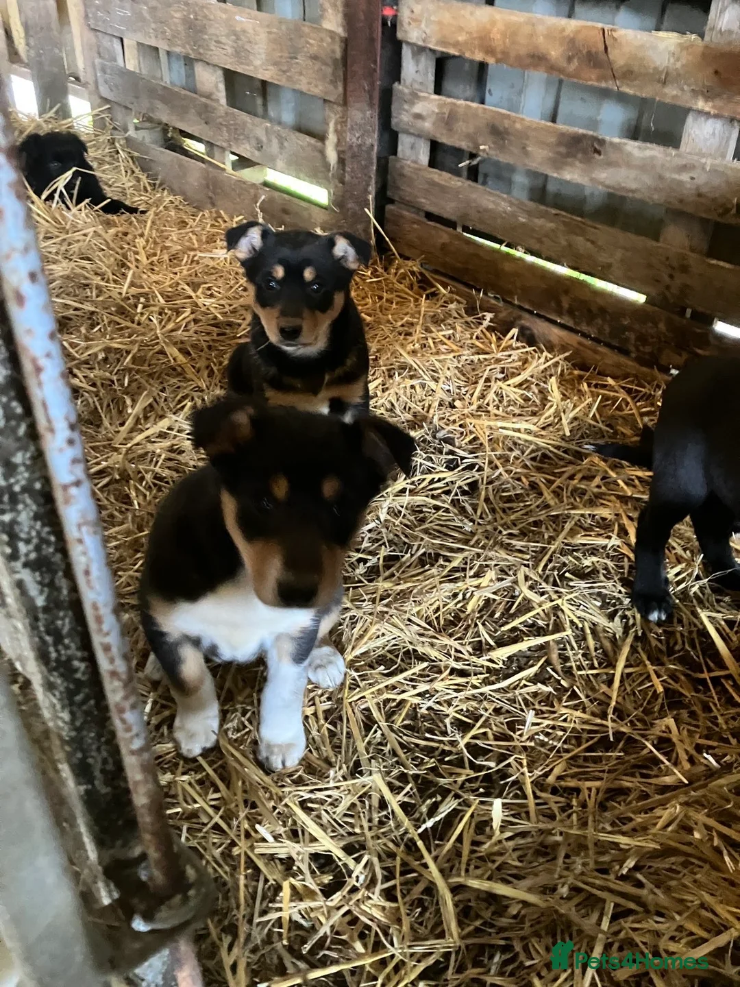 Mixed Breed dogs for sale: Collie X puppies - Advert 4