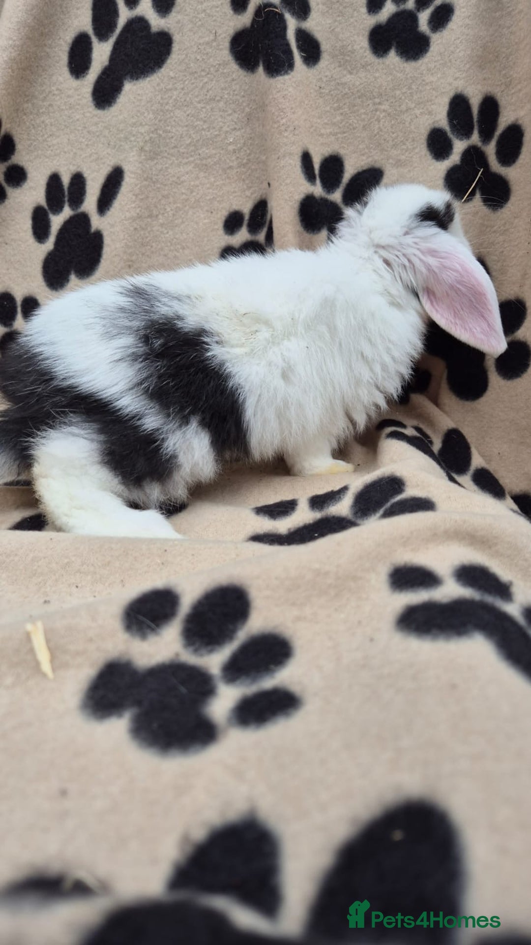 Mini Lop rabbits for sale: 8-9 week old mini lops  - Advert 5