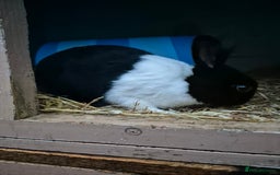 Dutch rabbits for sale: Dutch sisters - Image 4