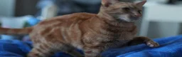 Domestic Shorthair cats for sale: 12-Month-Old Ginger Tabby Girl Indoor Only Croydon - Advert 7