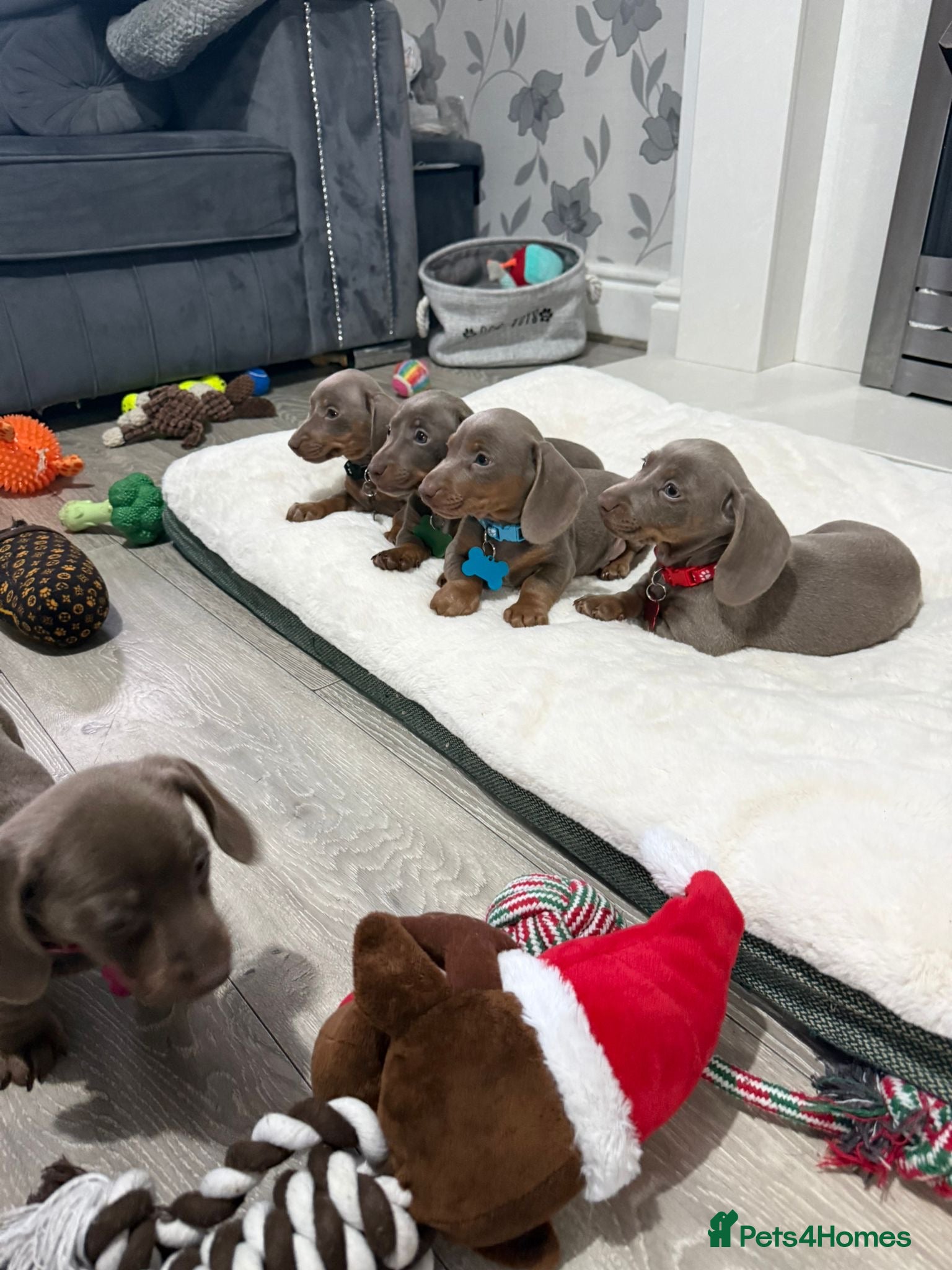 Miniature Dachshund dogs PRA Clear Miniature Dachshund Puppies  - Advert 1