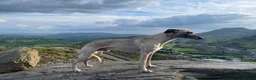 Whippet dogs for stud: KC Proven Whippet Dog For Stud in Blaenau Ffestiniog - Advert 3