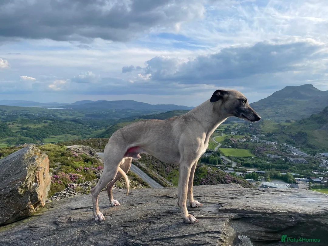Whippet dogs for stud: KC Proven Whippet Dog For Stud in Blaenau Ffestiniog - Advert 3