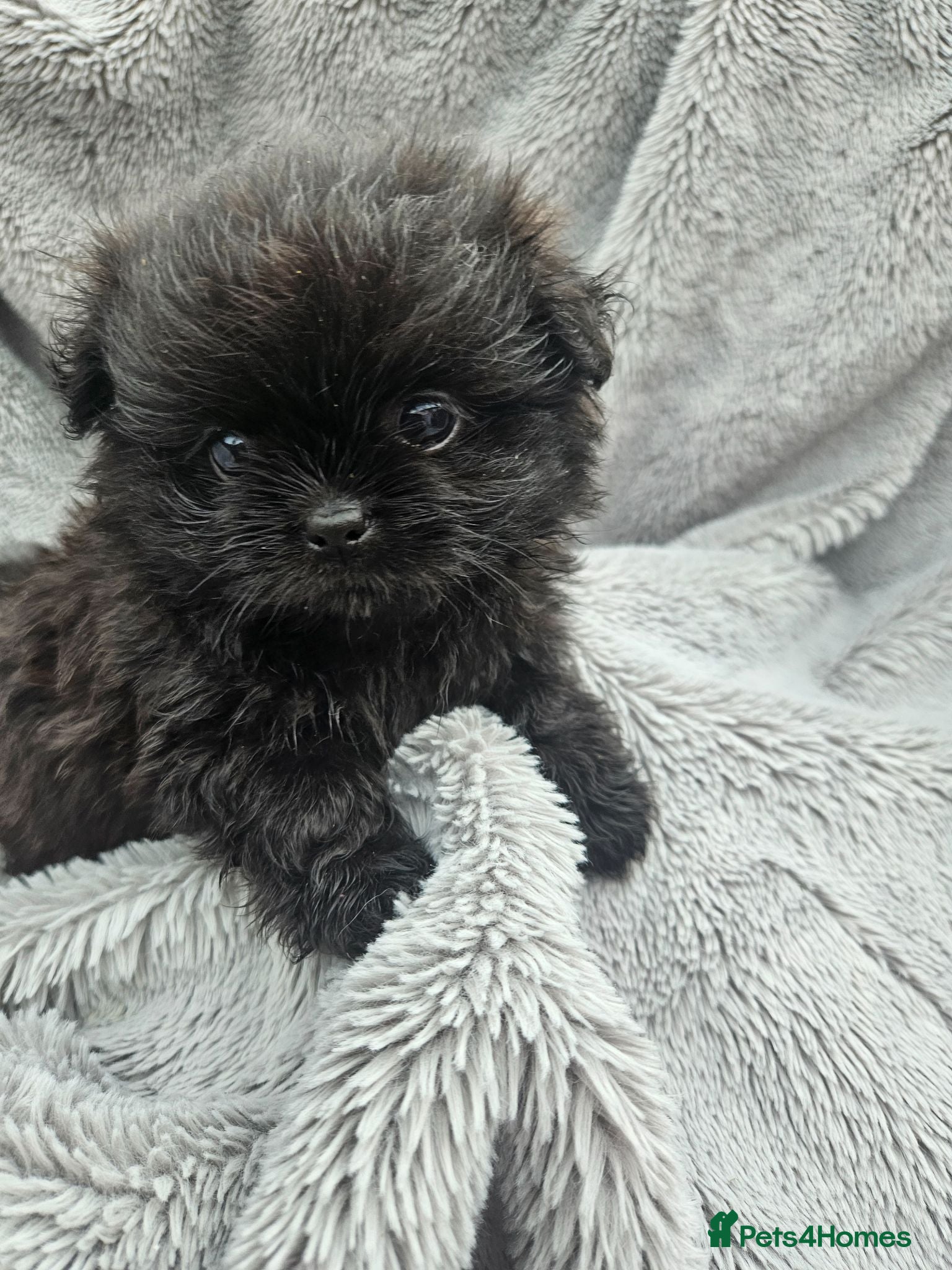 Mixed Breed dogs Stunning mixed poms  - Advert 1