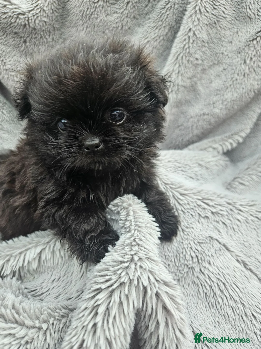 Mixed Breed dogs for sale: Stunning mixed poms  - Advert 1