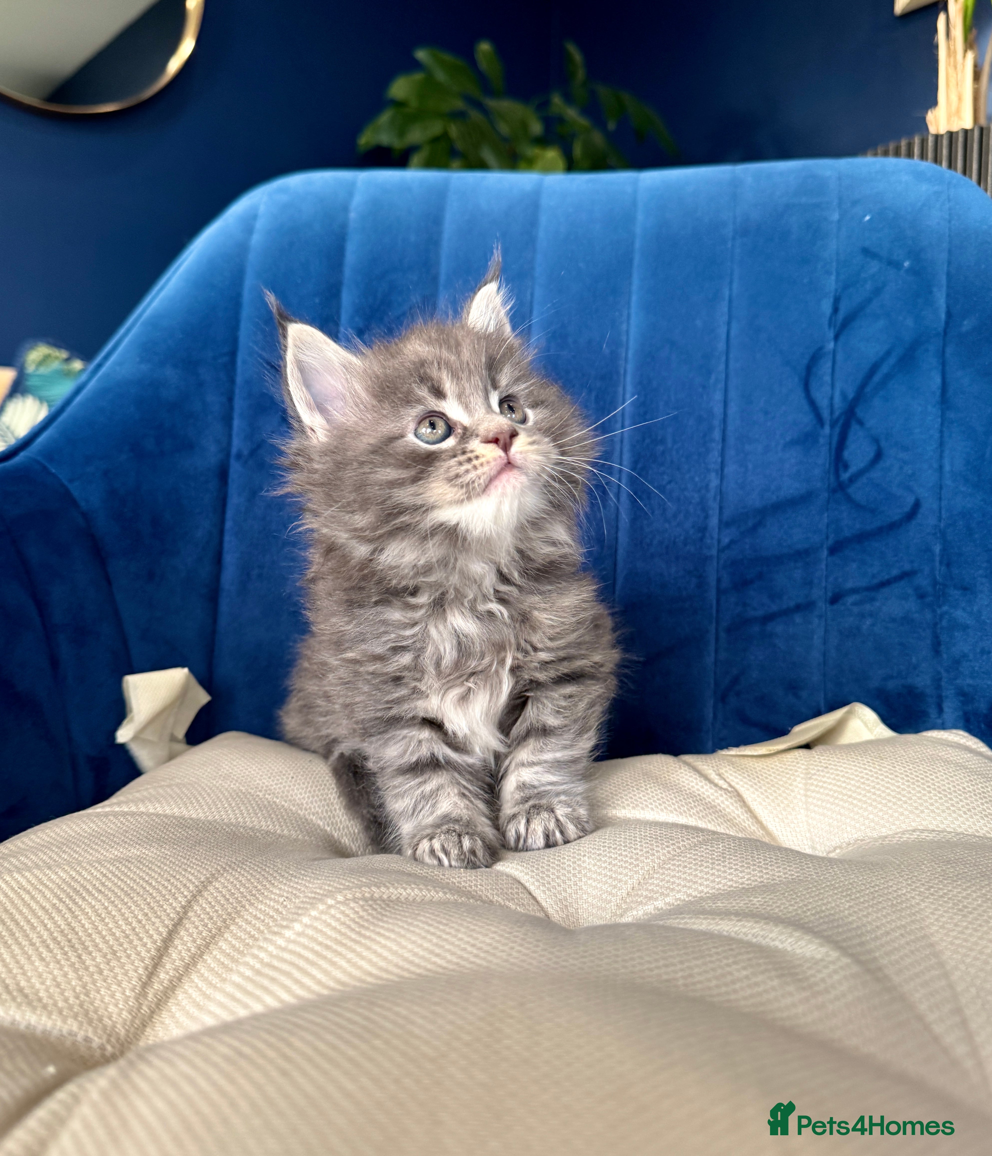 Maine Coon cats Maine coon kittens - Advert 16