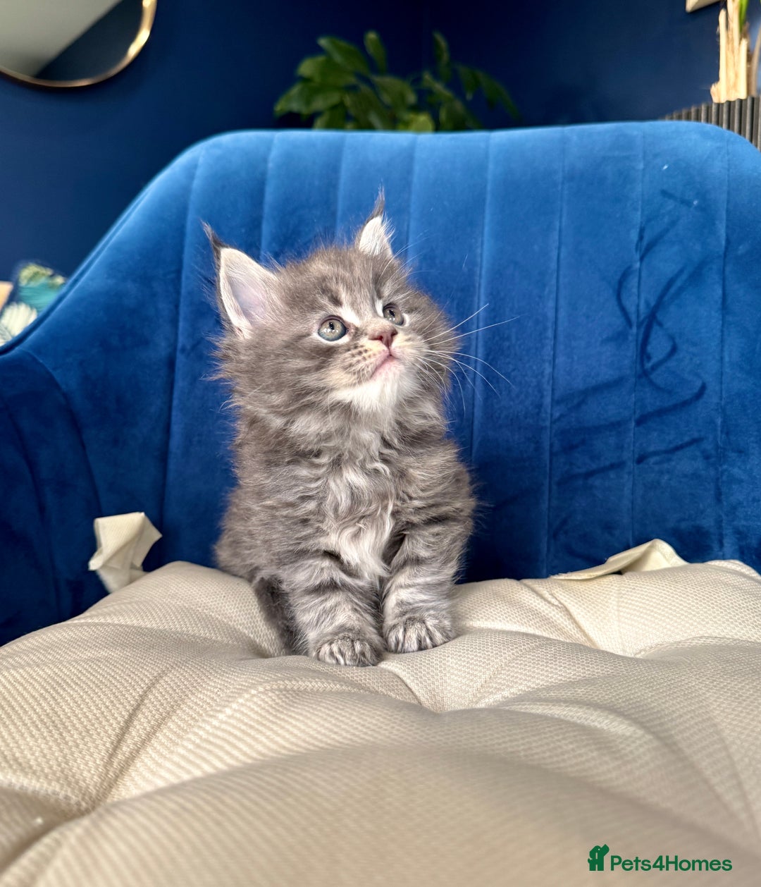 Maine Coon cats for sale: Maine coon kittens - Advert 1