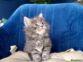 Maine Coon cats Maine coon kittens - Advert 1