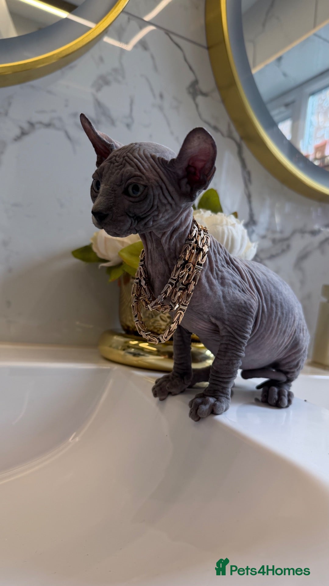 Sphynx cats for sale: F and M ready NOW🌺❤️ - Advert 5