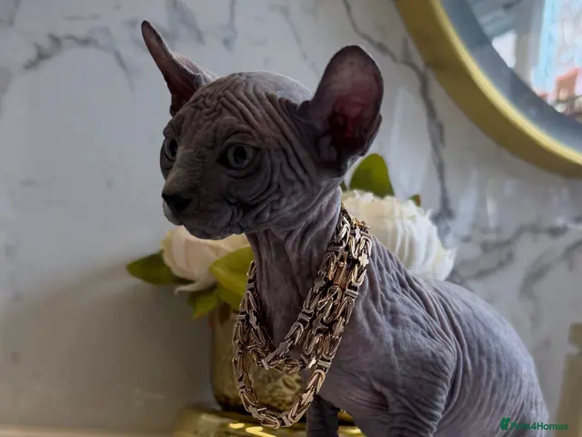 Sphynx cats for sale: F and M ready NOW🌺❤️ - Advert 5