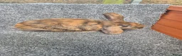 Mini Lop rabbits for sale: Mini Lops - Advert 2