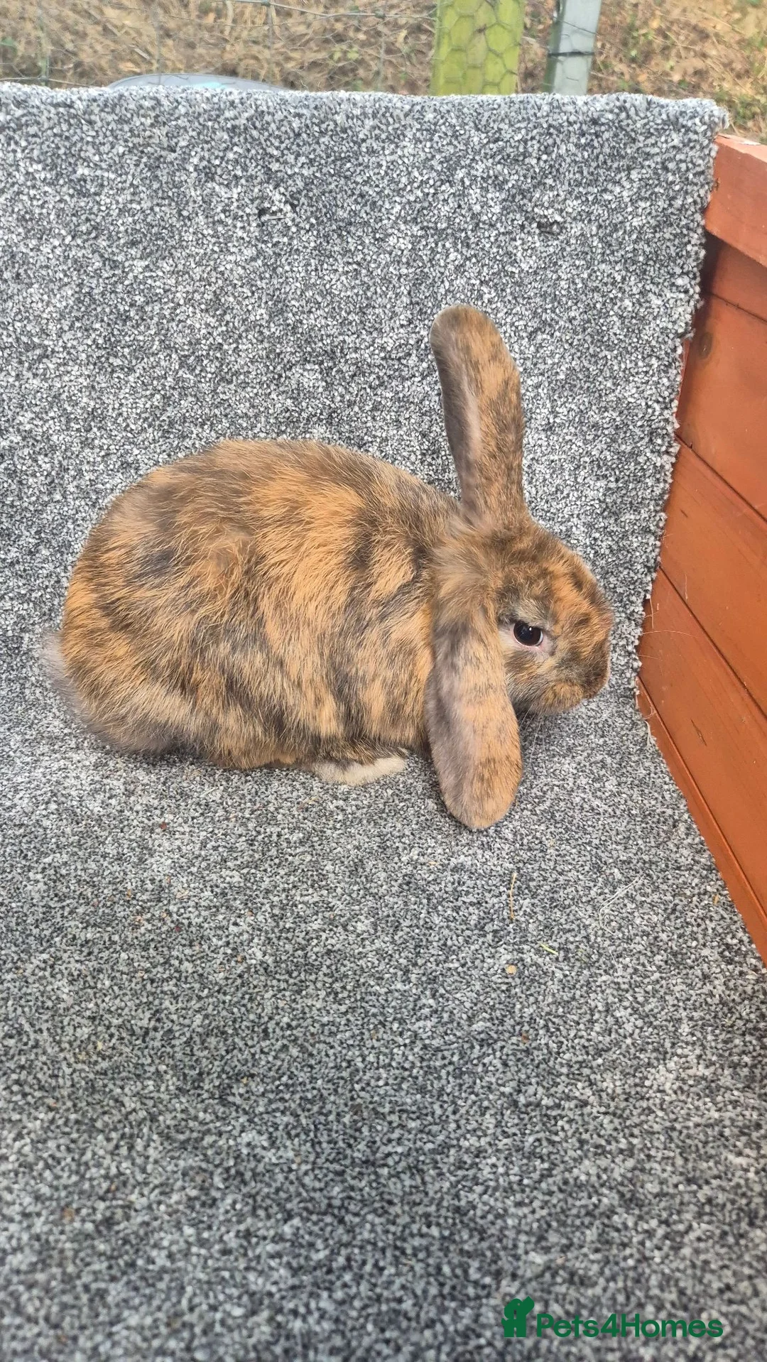 Mini Lop rabbits for sale: Mini Lops - Advert 2