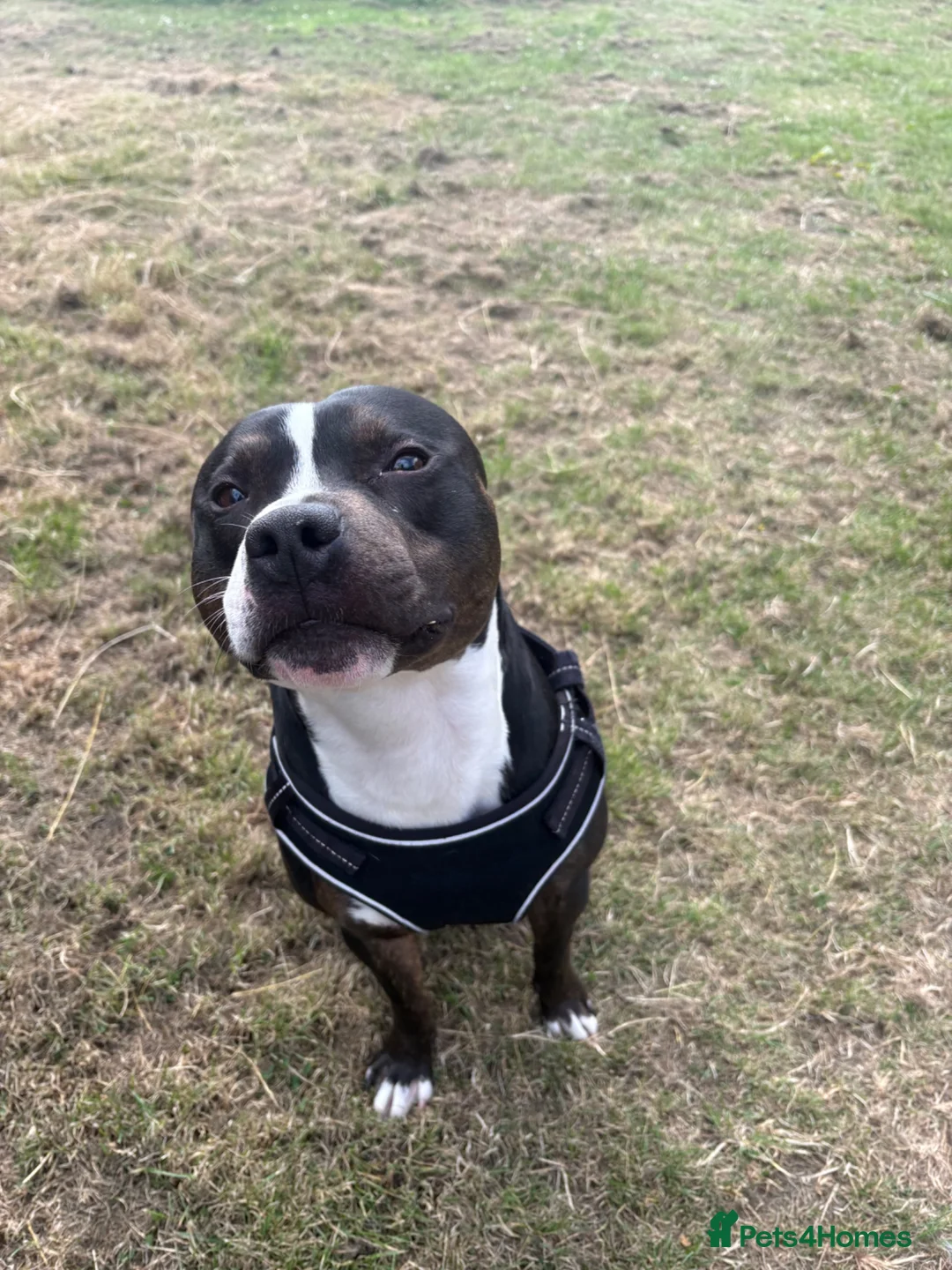 Staffordshire Bull Terrier dogs for sale: Staffordshire bull terrier for sale - Advert 2