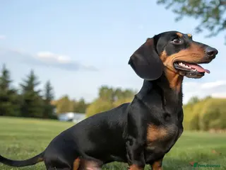 Dachshund dogs Dachshund for stud - Advert 7