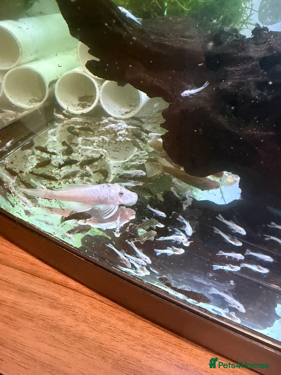 Angelfish fish for sale: Angels & Plecos - Advert 12