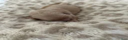 Golden Retriever dogs for sale: Golden Retriever Puppies (From 2 x Champion line) - Advert 5
