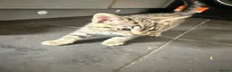 Mixed Breed cats for sale: Kittens - Advert 2