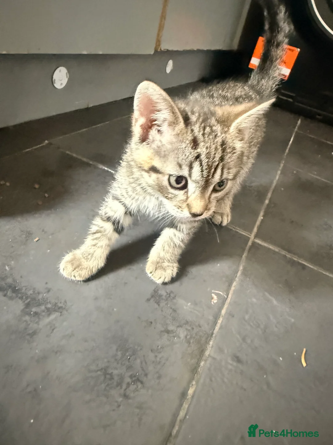 Mixed Breed cats for sale: Kittens - Advert 2