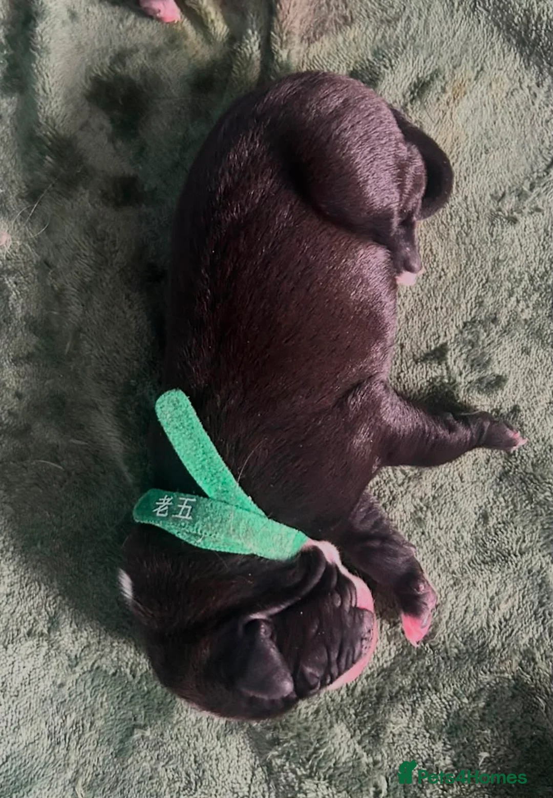 Mixed Breed dogs for sale: Staffy cross X Border collie cross puppies - Advert 29
