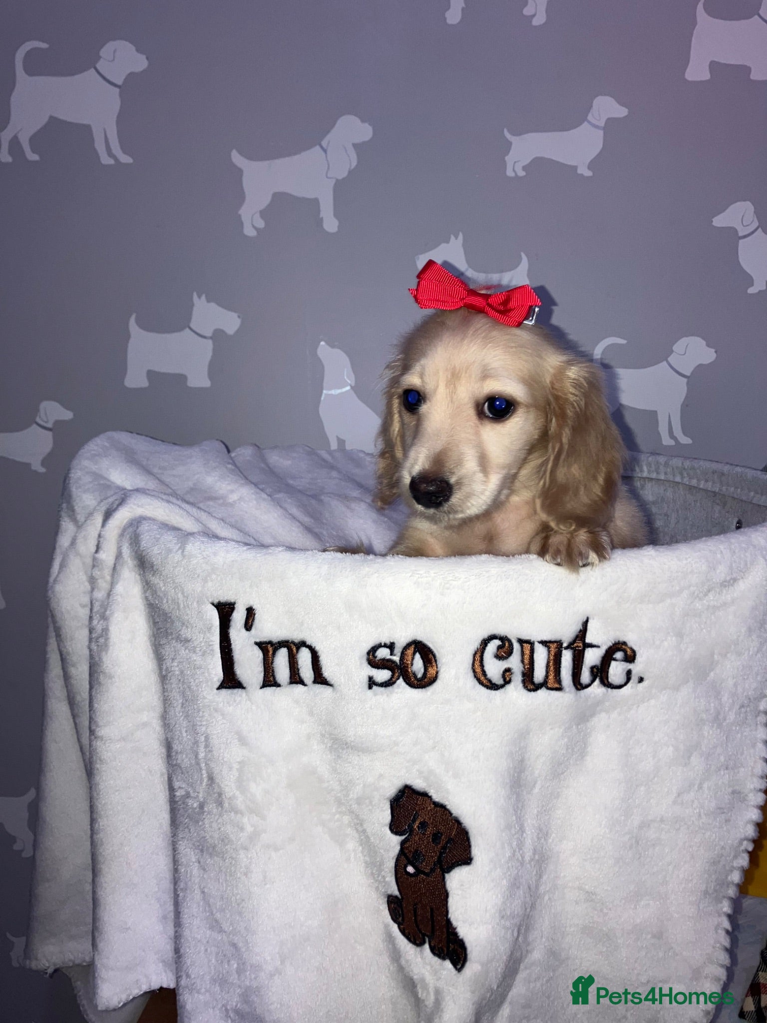Miniature Dachshund dogs Miniature Cream Long Hair Dachshund Girls  - Advert 9